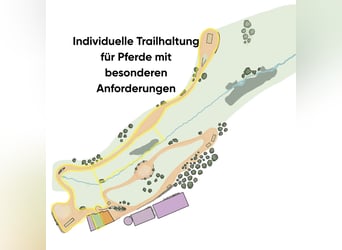  Allergikerstall für Pferde mit besonderen Bedürfnissen – gesund leben im Paddocktrail