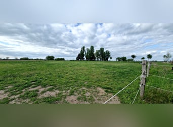 Offenstall-/ Aktivstall-/Einsteller-Platz frei
