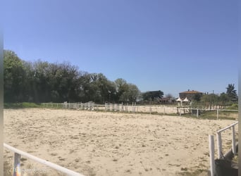 Rental space available at a farm specializing in pony and horse breeding