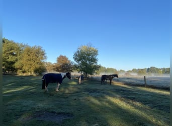Retirement paddock spaces available at Paddock Trail in Prignitz