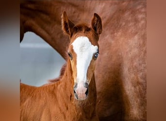 Aufzuchtplatz für Warmblüter Absetzer aus 2024 frei