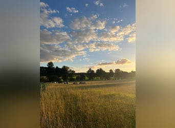 Aufzuchtplatz Junghengstaufzucht Wallach Jungpferde Islandpferd