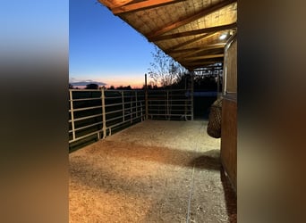 Aufzuchtsplatz für einen Henstjährling ab April/2026 