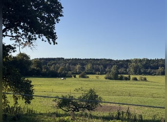 Aufzuchtsplatz für Hengstfohlen 