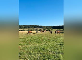 Available foaling and retirement spaces for warmbloods 🐴
