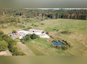 Available foaling and retirement spaces for warmbloods 🐴