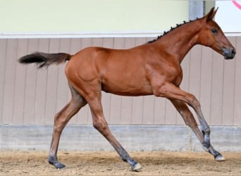 Belgian care for your foal, available in Poland