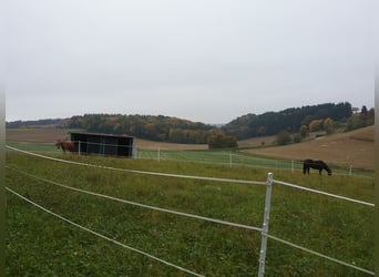 Biete Aufzuchtplatz für Hengstfohlen /Stutfohlen 