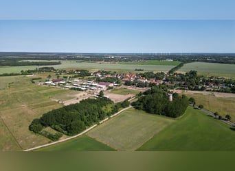 Breeding farm for stallions and geldings