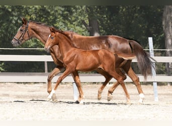 Breeding for filly, ZG Flandersbach