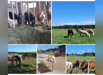 Breeding Space for Mare Yearling