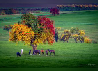 Breeding stalls available for stallions and mares