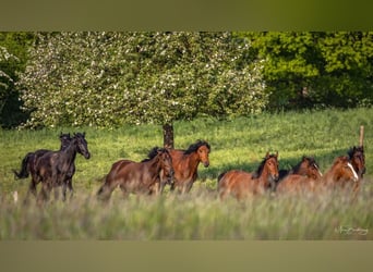 Breeding stalls available for stallions and mares