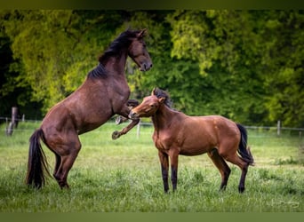 Breeding stalls available for stallions and mares