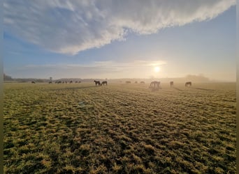⚜️Exklusive Aufzucht von Hengst- & Stutfohlen⚜️