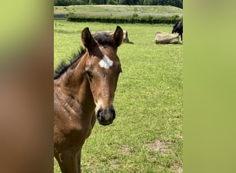Foal and young horse turnout paddocks in Hasbergen – professionally, species-appropriate, and indivi