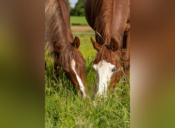 Foal Holding Area