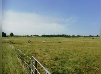 Foal Holding Area