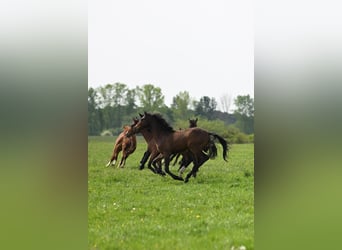 Foal nursery for colts near Hanover, directly by the water