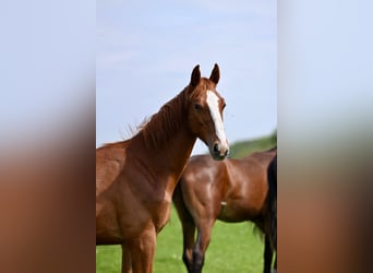 Foal nursery for colts near Hanover, directly by the water