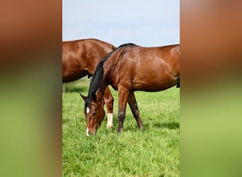 Foal nursery for colts near Hanover, directly by the water