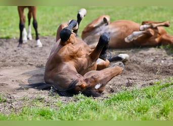 Foal nursery for colts near Hanover, directly by the water