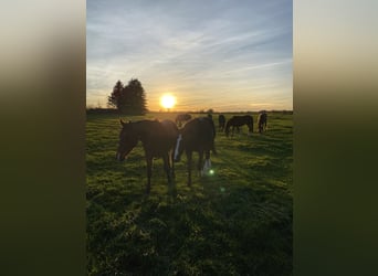 Foal nursery for colts near Hanover, directly by the water