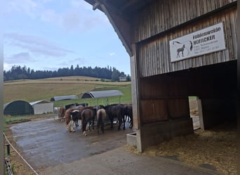 Foal pasture for young stallions