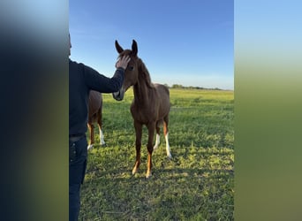 Foal-raising paddock