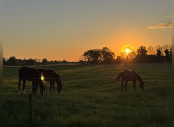 Foal-raising paddock