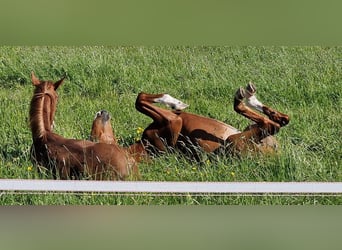 Foal-raising paddock
