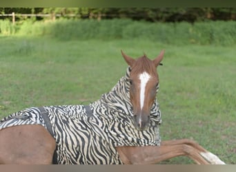 Foal rearing with heart, expertise, and the best foundation for the future 🐴🌿