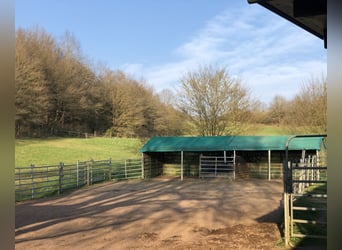 Foal Stalls for Colt Rearing