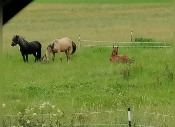 Foaling paddock for fillies and colts