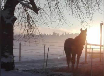 Foaling paddock for fillies and colts