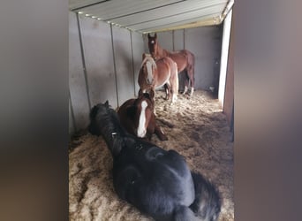 Foaling paddock for fillies and colts