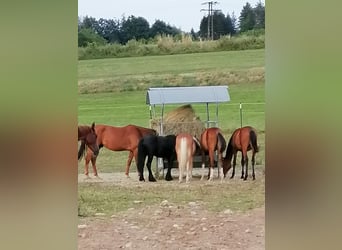 Foaling paddock for fillies and colts