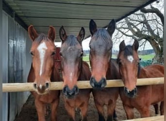 Foaling paddock for fillies and colts