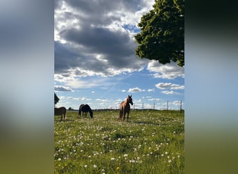 Foaling paddock for mare