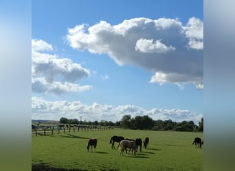 Foaling paddock for mares