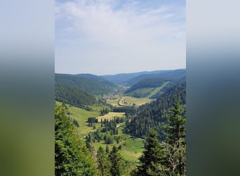 Fohlenpension Fohlenaufzucht Stute Hengst Herde Schwarzwaldweiden