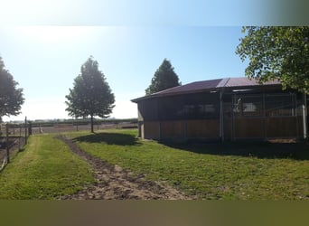  Hengst / Stuten Aufzuchtsplatz