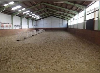 Livery / Riding Horses Breeding / Young Horses / Breeding / Foaling Supervision