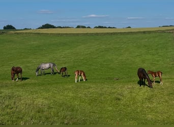 Loving, welfare-focused rearing of foals and young horses – with heart