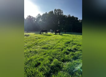Loving, welfare-focused rearing of foals and young horses – with heart