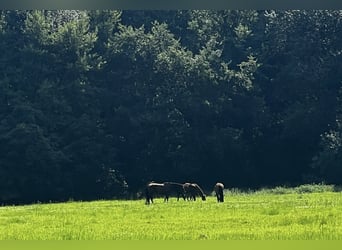 Loving, welfare-focused rearing of foals and young horses – with heart