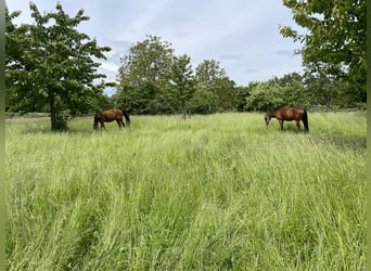 Offenstallplatz Aufzuchtplatz 2 Absetzer Jährlinge oder älter