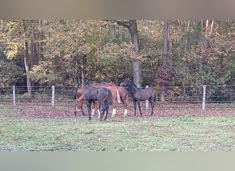 Private foal rearing of stallions and mares