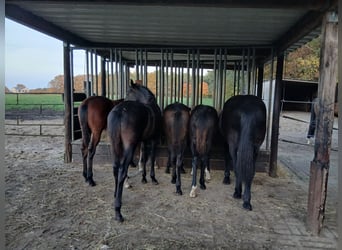 Private foal rearing of stallions and mares