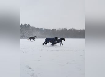 Private foal rearing of stallions and mares
